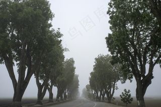 树,白杨树,香樟树,轿车,香樟,木路街树木