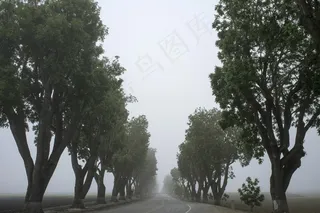 树,白杨树,香樟树,轿车,香樟,木路街树木