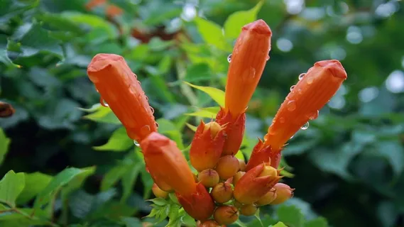 湿花，花园，宏