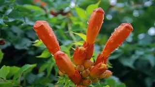 湿花，花园，宏