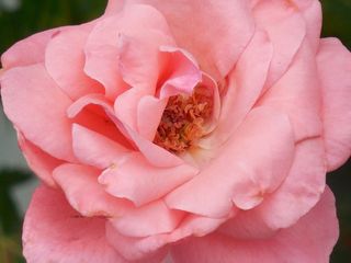 玫瑰，花，花的，开花，自然，浪漫，夏天