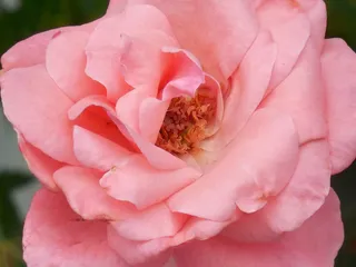 玫瑰，花，花的，开花，自然，浪漫，夏天