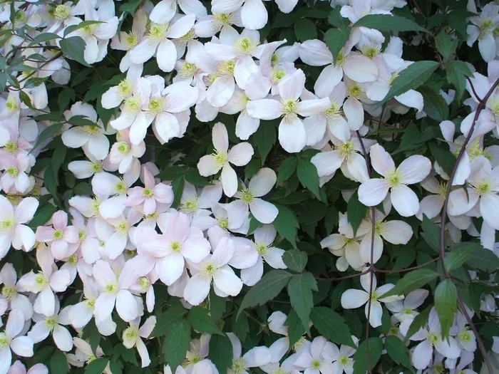 鲜花，开花，白色，群集，大量，盛开
