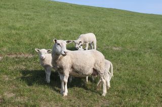 羊，堤羊羔，动物，堤，北弗里斯兰，草地