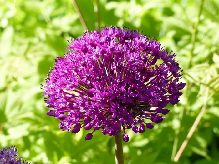 葱属，紫色，花园，夏天，绿色