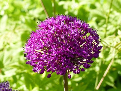 葱属,紫色,花园,夏天,绿色 葱属,紫色,花园,夏天,绿色