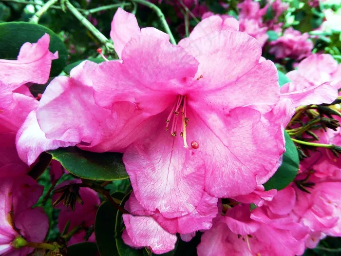杜鹃花，粉红色，布什，华美，关闭，甜
