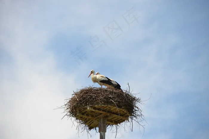 Storchennest，巢，鹳，鸟类，动物，拨浪鼓鹳