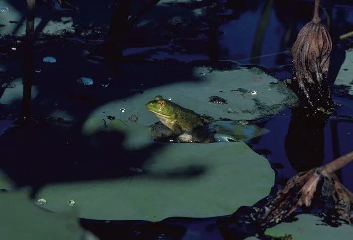 牛蛙，两栖动物，青蛙，池塘，绿色，水，睡莲