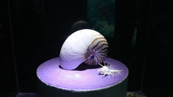 贝壳，鹦鹉螺，海洋，贝类