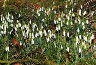 鲜花，雪花莲，盛开，白色，性质，植物，关闭