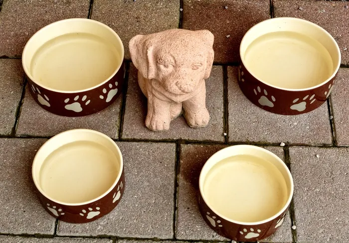 动物，狗碗，碗，食品，水，饮料，狗，Dogbar
