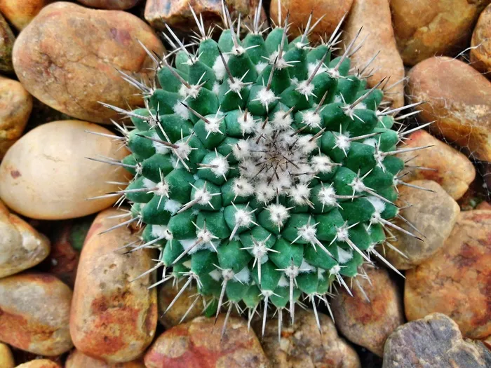 仙人掌，花园，卵石，石头，自然，绿色，植物