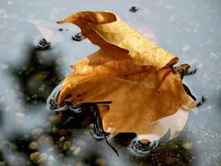 叶子，秋，性质，黄色，水，泡沫