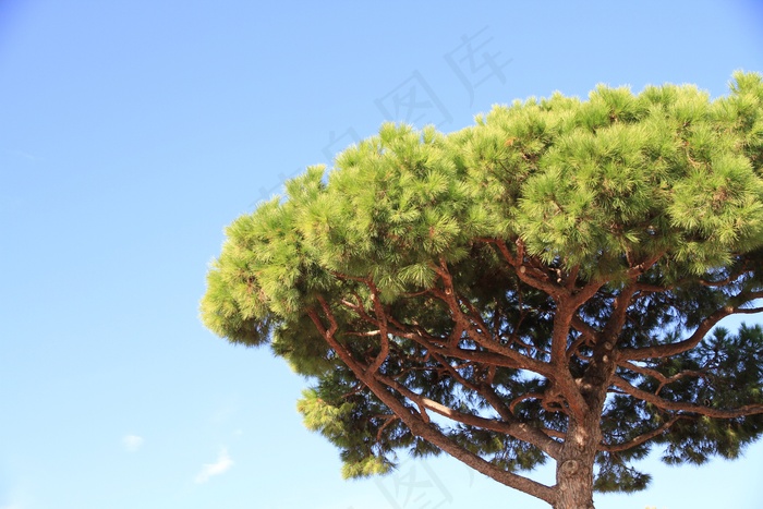 松，伞松，树，植物，绿色，天空，叶子