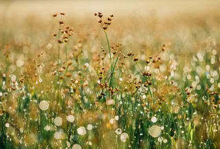 植物,花丛,花卉,树,薄公英,草甸与鲜花