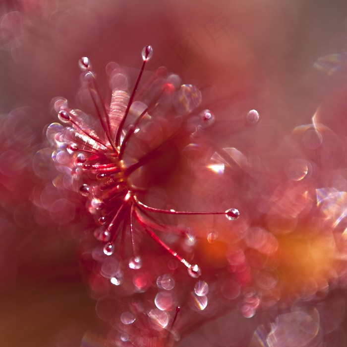 茅膏菜，超现实主义，气氛，红色，植物，自然