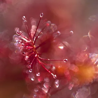 茅膏菜，超现实主义，气氛，红色，植物，自然