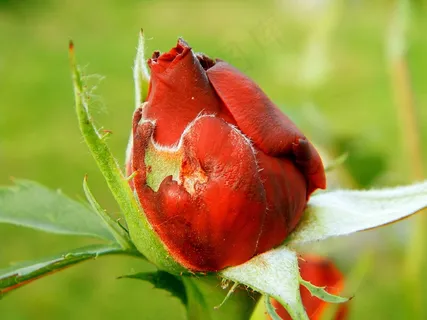花,春天,玫瑰,红色 花,春天,玫瑰,红色