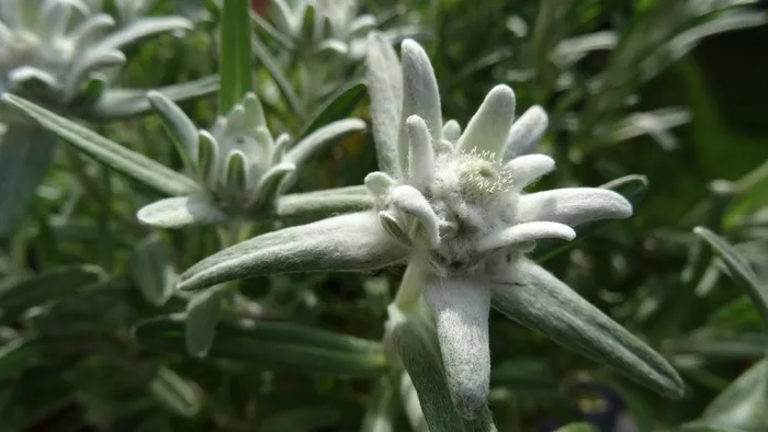 雪绒花，Leontopodium Microdochium，巴伐利亚阿尔高