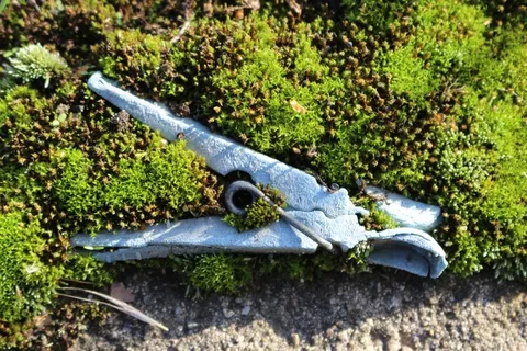 苔，衣夹，老，古董，风化