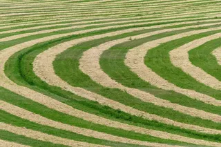 收获，草，场，农场，性质，农业，植物