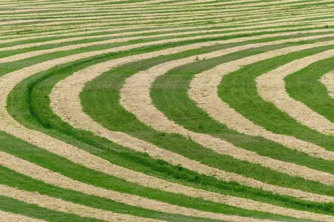 收获,草,场,农场,性质,农业,植物 收获,草,场,农场,性质,农业,植物