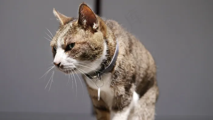 猫咪娅，步行，宠物