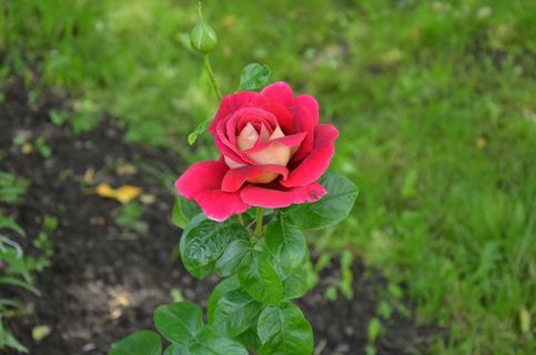 玫瑰，鲜花，大自然