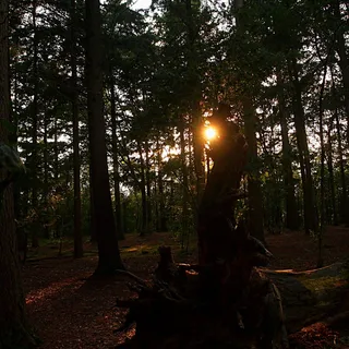 晚上，黑暗，日落，森林，树木，气氛