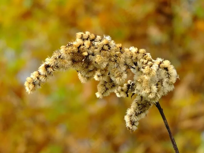 植物，秋季，自然，橙色，季节性，充满活力