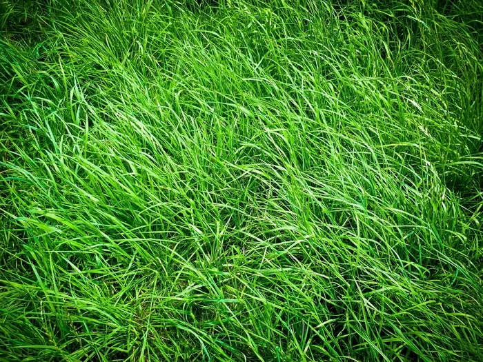 草，草地，性质，绿色，场，草，植物