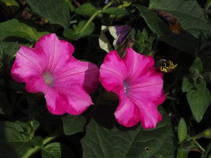 矮牵牛，花，开花，粉红色，鲜花