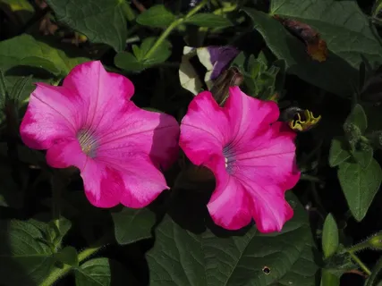 矮牵牛，花，开花，粉红色，鲜花