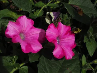 矮牵牛，花，开花，粉红色，鲜花