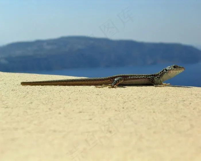 蜥蜴，爬行动物，动物，希腊，圣托里尼岛，沧海，Gecco