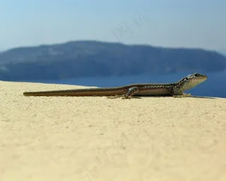 蜥蜴，爬行动物，动物，希腊，圣托里尼岛，沧海，Gecco