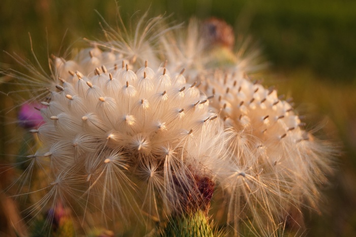蓟，盛开，Mag，植物，性质，字段，草地