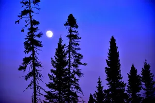月亮，树木，天空，蓝色，对比，自然