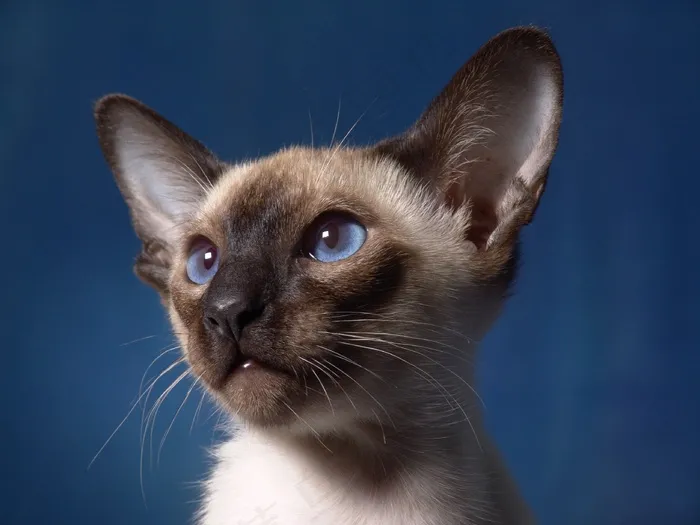 猫，暹罗猫，肖像，猫宝宝，小猫，蓝眼睛