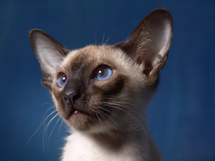 猫,暹罗猫,肖像,猫宝宝,小猫,蓝眼睛 猫,暹罗猫,肖像,猫宝宝,小猫,蓝眼睛