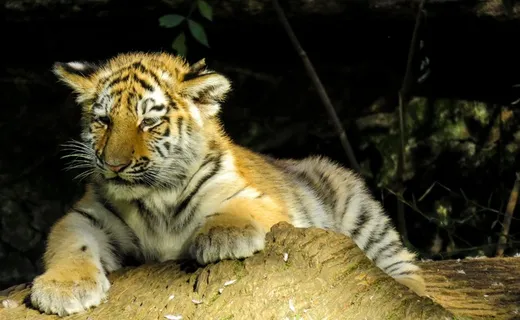 动物,虎,幼虎,猫,危险,关闭,可爱 动物,虎,幼虎,猫,危险,关闭,可爱