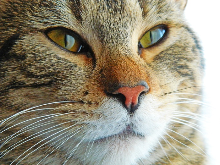 猫，小猫，猫的，虎斑猫，可爱