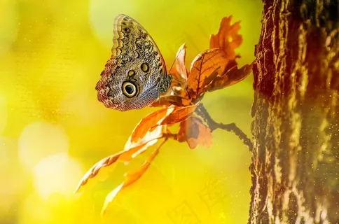 猫头鹰蝴蝶，蝴蝶，树，散景