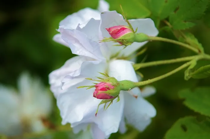 白，玫瑰，花，花的，自然，开花，绿色