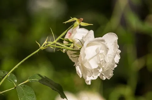 玫瑰,白,夏天,花,性质,开花,盛开 玫瑰,白,夏天,花,性质,开花,盛开