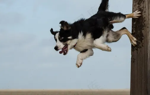 边境牧羊犬，狗把戏，狗表演把戏，海滩