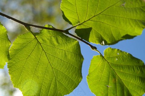 叶，绿色，枝杈，背光，榛子叶