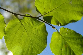 叶，绿色，枝杈，背光，榛子叶