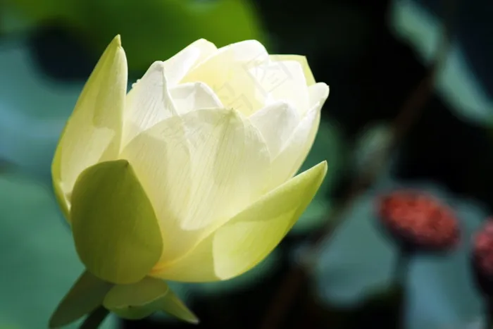 莲花，风筝，鲜花，指甲